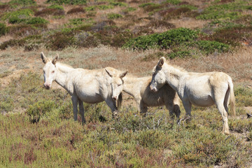 Obraz premium white donkey, resident only island asinara, sardinia italy 