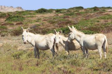 white donkey, resident only island asinara, sardinia italy 