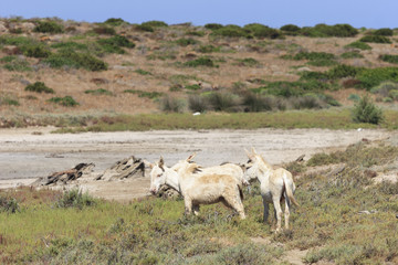 Obraz premium white donkey, resident only island asinara, sardinia italy 