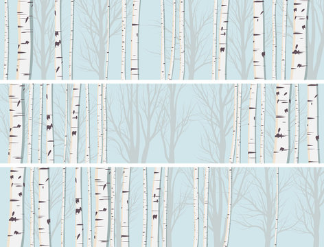 Horizontal banners of birch trunks forest.