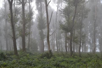 Foto auf Leinwand populierenbos in de mist © henkbouwers