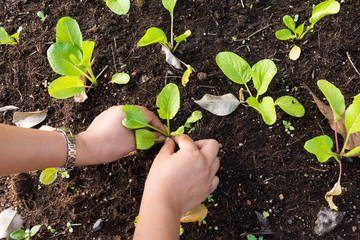 Planting vegetable garden