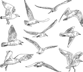 Obraz premium flock of gulls