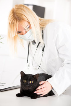 The veterinarian is examining the black domestic cat.
