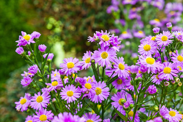 Fototapeta premium Piękne kwiaty karmazynowe.