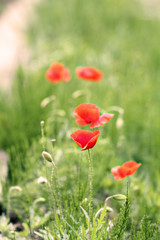 Fototapeta na wymiar wild poppies field