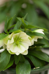 クリスマスローズ