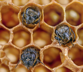 yong bees