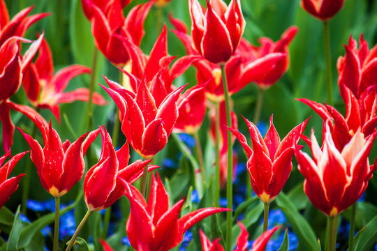 Tulips in botanical garden in Muenster, Germany