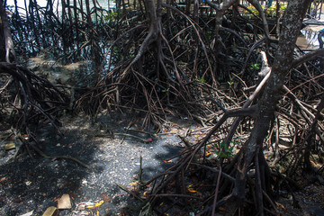 Mangrove roots at Railay, Krabi province, Thailand