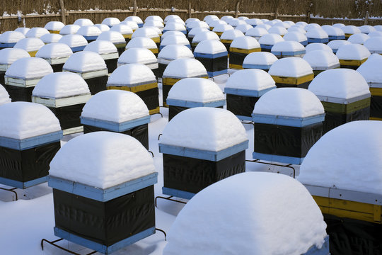 beehives in winter industry