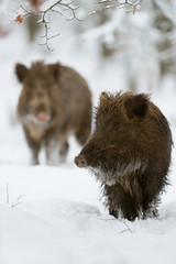 Wildschwein, Wild Boar, Sus scrofa