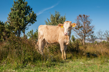 Brown cow on field - 61277038