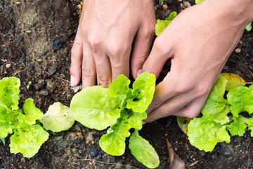 Planting vegetable garden