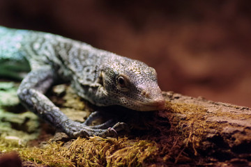 Giant lizard