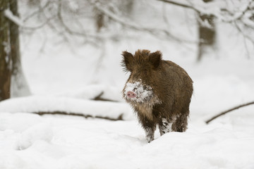 Wildschwein, Wild Boar, Sus scrofa