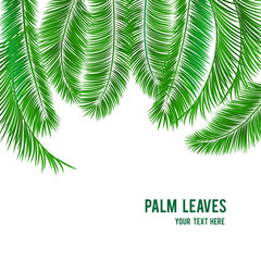 Fototapeta na wymiar Tropical palm tree background banner