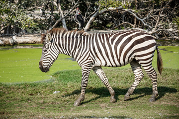 Fototapeta na wymiar chodzenia zebry