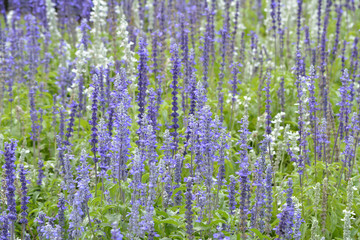Naklejka premium tree in park