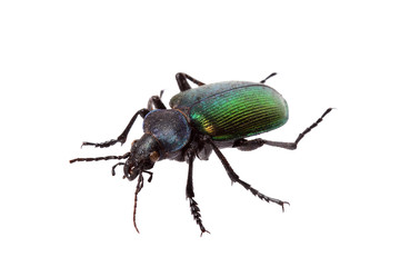 Forest caterpillar hunter (Calosoma sycophanta) on white