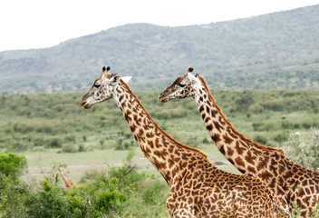 A beautiful pair of Giraffe