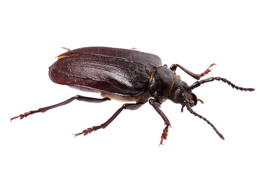 Beetle (Prionus coriarius) isolated on white