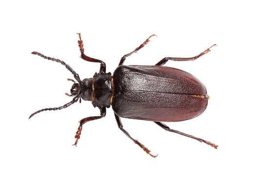 Beetle (Prionus coriarius) isolated on white