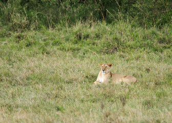 A lioness relaxing in the grassland