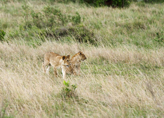 The lion cubs