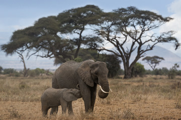 Fototapeta na wymiar African Bush Elephant with suckling calf