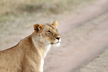 Naklejka premium A beautiful portrait of lioness