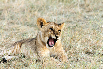 A baby lion yawning