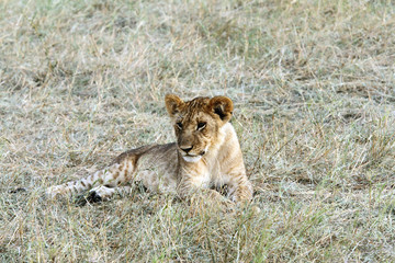 Fototapeta na wymiar Piękne dziecko lew odpoczynku