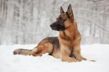 Beautiful shepherd lying on the white snow