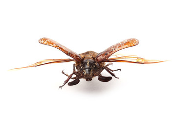 Cockchafer (Polyphylla fullo) with open wings on white
