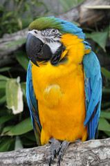 Blue and Gold Macaw Parrot (Ara ararauna)