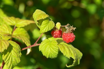 Twig with ripe red raspberries in summer.