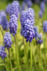 Fototapeta premium Armenische Traubenhyazinthe / Muscari armeniacum