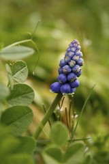Armenische Traubenhyazinthe / Muscari armeniacum