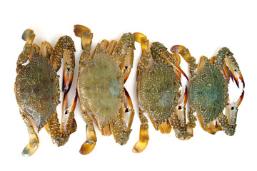 blue crab