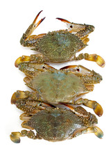blue crab