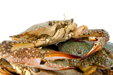 blue crab