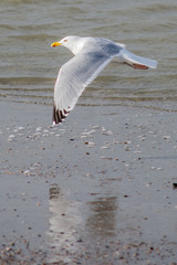 seagull lifting off at sea
