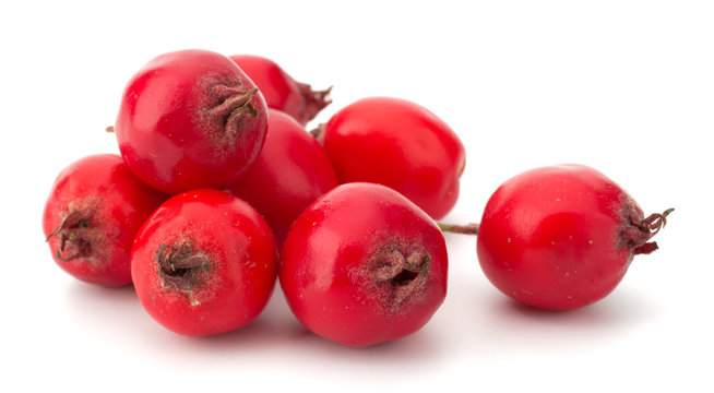 Hawthorn Isolated On White Background