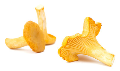 Yellow chanterelle isolated on white background