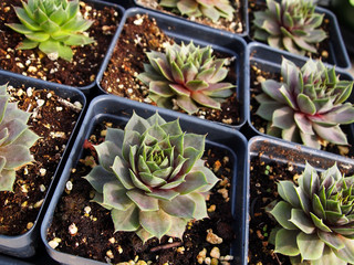Succulent Hens And Chicks Cactus