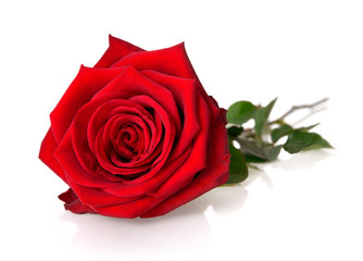 Prächtige, aufgeblühte Rose