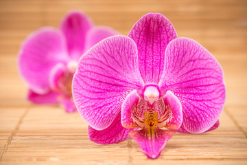 Orchid on wooden background