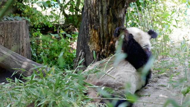 Big bear panda eats bamboo shoots