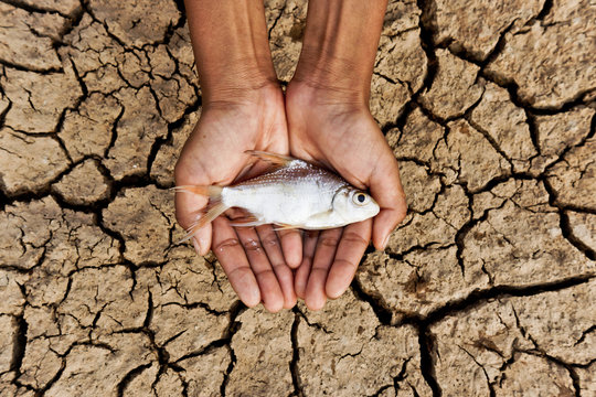 hands holding fish over cracked earth